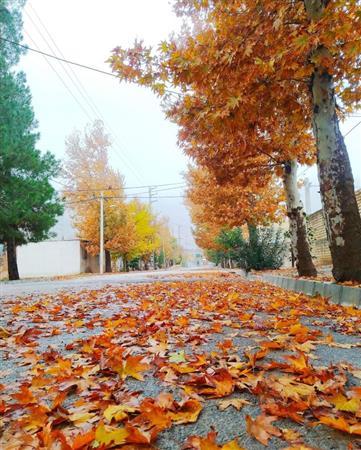 مسیر پاییزی کتابخانه