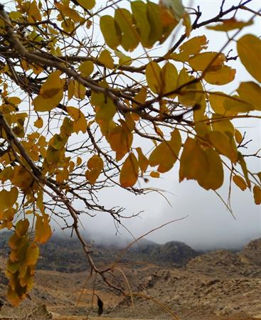 محوطه کتابخانه